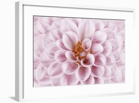 Pink Dahlia-Cora Niele-Framed Photographic Print