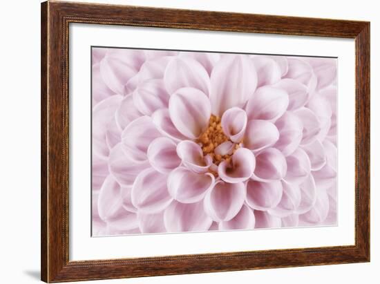 Pink Dahlia-Cora Niele-Framed Photographic Print