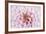 Pink Dahlia-Cora Niele-Framed Photographic Print