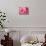 Pink Dahlia-Maureen Love-Photo displayed on a wall