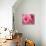 Pink Dahlia-Maureen Love-Photo displayed on a wall