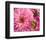 Pink Dahlia-Maureen Love-Framed Photo