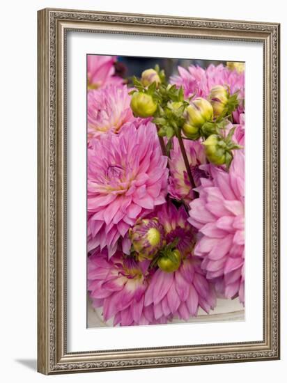 Pink Dalhia I-Maureen Love-Framed Photographic Print