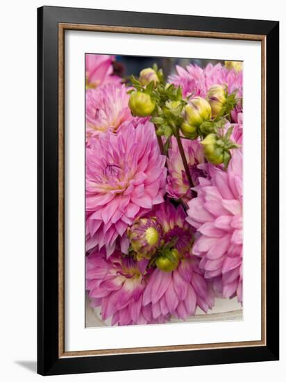 Pink Dalhia I-Maureen Love-Framed Photographic Print