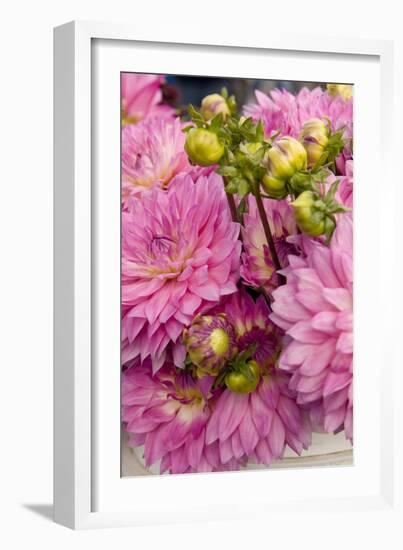 Pink Dalhia I-Maureen Love-Framed Photographic Print