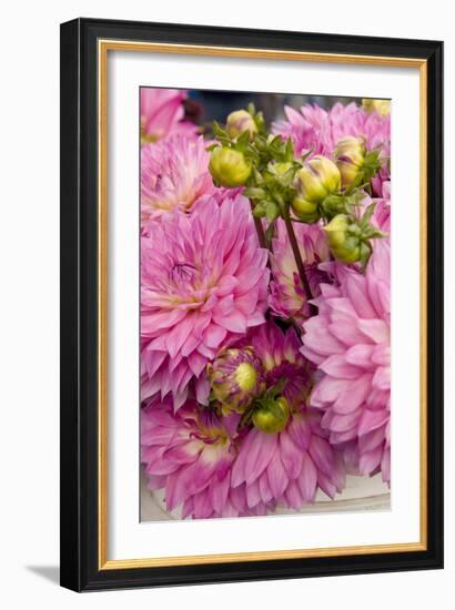 Pink Dalhia I-Maureen Love-Framed Photographic Print