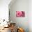 Pink Dalhia II-Maureen Love-Photographic Print displayed on a wall