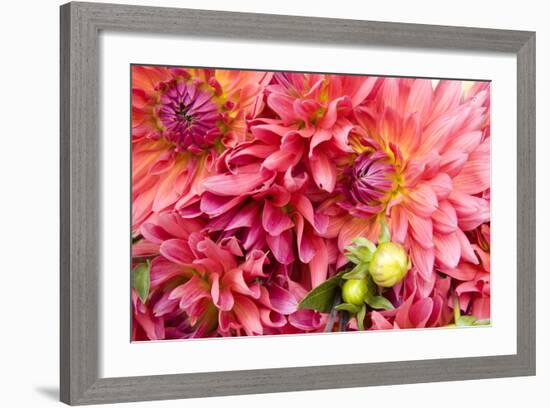 Pink Dalhia III-Maureen Love-Framed Photographic Print