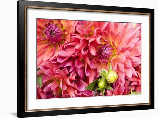 Pink Dalhia III-Maureen Love-Framed Photographic Print