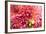 Pink Dalhia III-Maureen Love-Framed Photographic Print