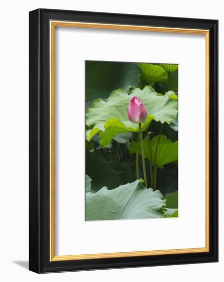 Pink delicate lotus in a pond, Suzhou, Jiangsu Province, China-Keren Su-Framed Photographic Print