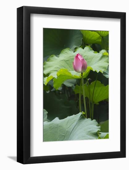 Pink delicate lotus in a pond, Suzhou, Jiangsu Province, China-Keren Su-Framed Photographic Print