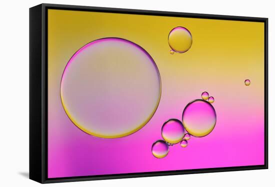 Pink Delight In Yellow-Heidi Westum-Framed Premier Image Canvas