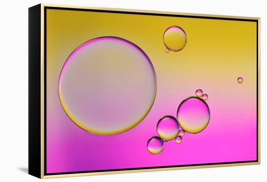 Pink Delight In Yellow-Heidi Westum-Framed Premier Image Canvas