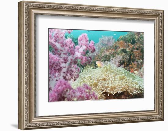 Pink Dendronephthya, Soft Coral, and Anemonefish, Southern Thailand, Andaman Sea, Indian Ocean-Andrew Stewart-Framed Photographic Print