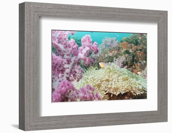 Pink Dendronephthya, Soft Coral, and Anemonefish, Southern Thailand, Andaman Sea, Indian Ocean-Andrew Stewart-Framed Photographic Print