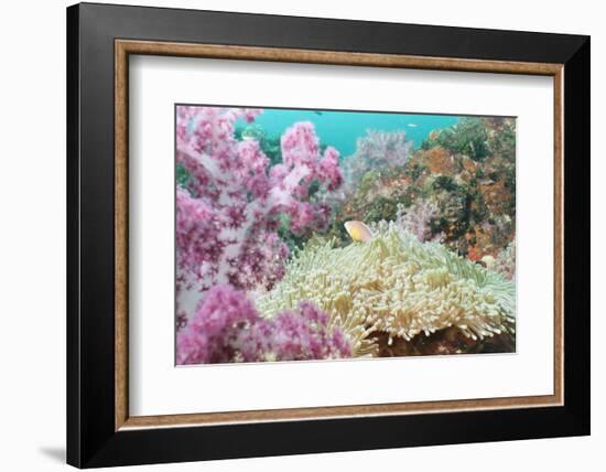 Pink Dendronephthya, Soft Coral, and Anemonefish, Southern Thailand, Andaman Sea, Indian Ocean-Andrew Stewart-Framed Photographic Print