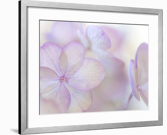 Pink Diamond III-Kathy Mahan-Framed Photographic Print