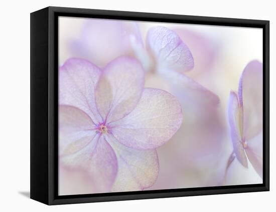 Pink Diamond III-Kathy Mahan-Framed Premier Image Canvas