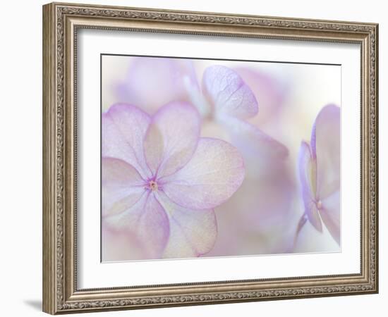 Pink Diamond III-Kathy Mahan-Framed Photographic Print