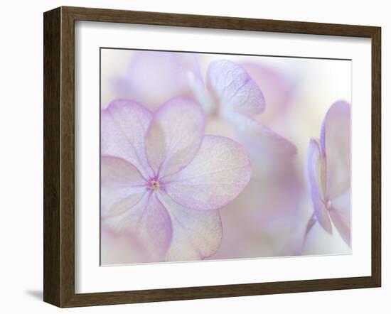 Pink Diamond III-Kathy Mahan-Framed Photographic Print