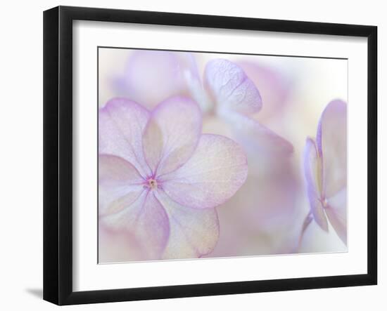 Pink Diamond III-Kathy Mahan-Framed Photographic Print