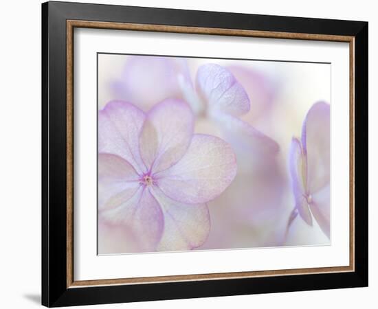 Pink Diamond III-Kathy Mahan-Framed Photographic Print