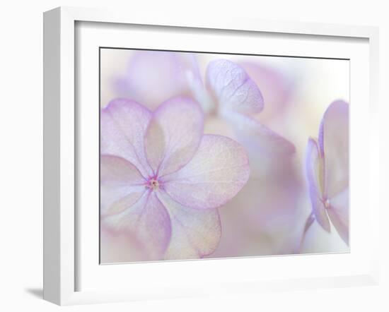 Pink Diamond III-Kathy Mahan-Framed Photographic Print