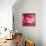 Pink Disco Circles Abstract Background-art_of_sun-Framed Stretched Canvas displayed on a wall