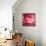 Pink Disco Circles Abstract Background-art_of_sun-Framed Stretched Canvas displayed on a wall