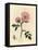 Pink Dog Rose with Rosehip, Rosa Canina-James Sowerby-Framed Premier Image Canvas