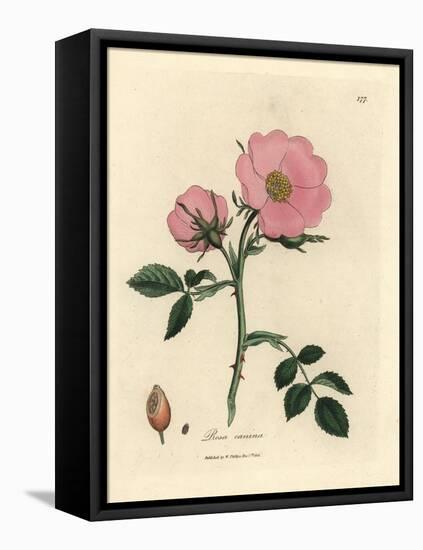 Pink Dog Rose with Rosehip, Rosa Canina-James Sowerby-Framed Premier Image Canvas