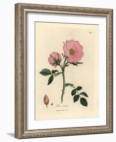 Pink Dog Rose with Rosehip, Rosa Canina-James Sowerby-Framed Giclee Print