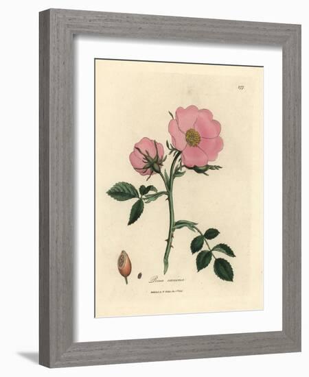 Pink Dog Rose with Rosehip, Rosa Canina-James Sowerby-Framed Giclee Print