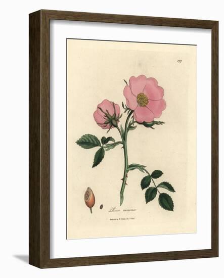 Pink Dog Rose with Rosehip, Rosa Canina-James Sowerby-Framed Giclee Print