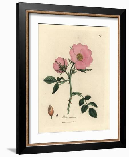 Pink Dog Rose with Rosehip, Rosa Canina-James Sowerby-Framed Giclee Print