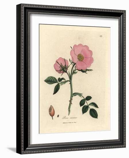 Pink Dog Rose with Rosehip, Rosa Canina-James Sowerby-Framed Giclee Print