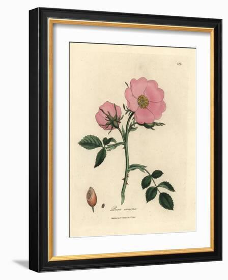 Pink Dog Rose with Rosehip, Rosa Canina-James Sowerby-Framed Giclee Print