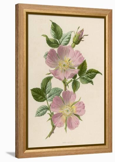 Pink Dog-Rose-F. Edward Hulme-Framed Premier Image Canvas