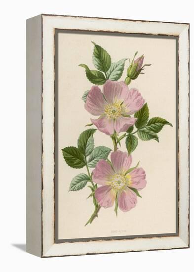 Pink Dog-Rose-F. Edward Hulme-Framed Premier Image Canvas