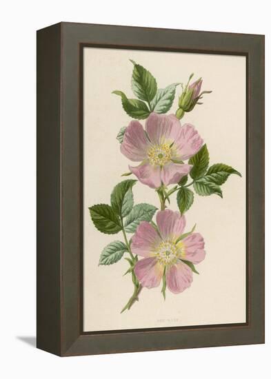 Pink Dog-Rose-F. Edward Hulme-Framed Premier Image Canvas