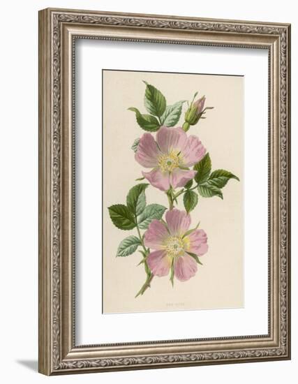 Pink Dog-Rose-F. Edward Hulme-Framed Photographic Print