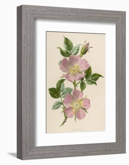 Pink Dog-Rose-F. Edward Hulme-Framed Photographic Print