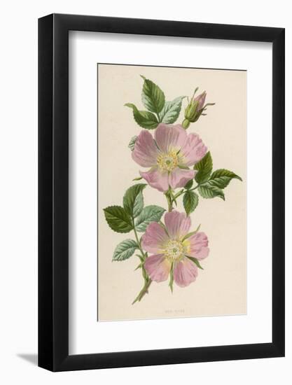 Pink Dog-Rose-F. Edward Hulme-Framed Photographic Print