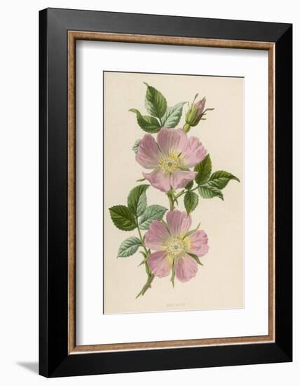 Pink Dog-Rose-F. Edward Hulme-Framed Photographic Print