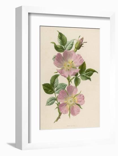 Pink Dog-Rose-F. Edward Hulme-Framed Photographic Print