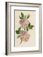 Pink Dog-Rose-F. Edward Hulme-Framed Photographic Print