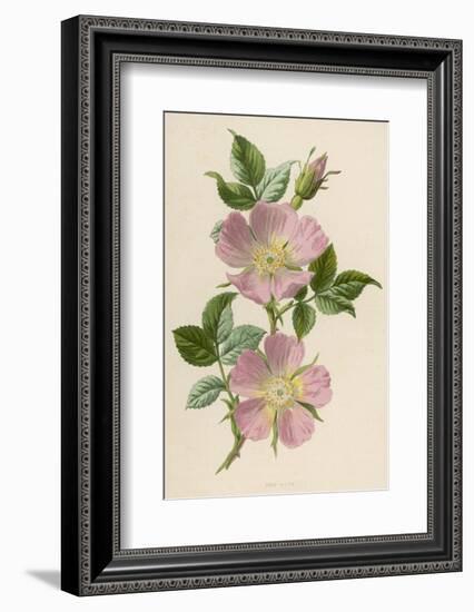 Pink Dog-Rose-F. Edward Hulme-Framed Photographic Print