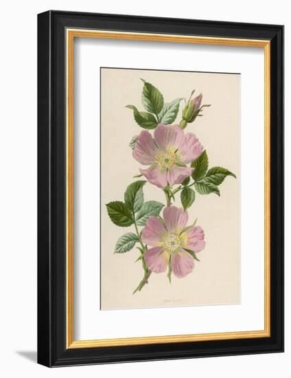 Pink Dog-Rose-F. Edward Hulme-Framed Photographic Print