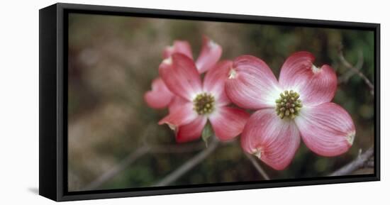 Pink Dogwood Blooms-Anna Miller-Framed Premier Image Canvas